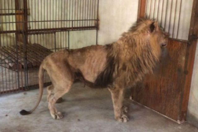 El flaco león macho con costillas en el zoológico de Liaoyang (Imagen: Asia Wire)