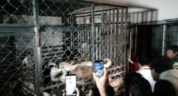 ¡Terrible! Vendedora de carne enchilada en México tenía decenas de perros refrigerados en casa