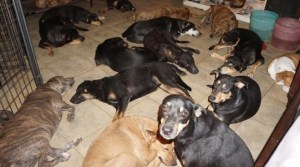 ¡Heroína! Refugió en su casa a 97 perros callejeros para salvarlos del huracán Dorian