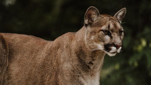 Puma sorprende a transeúntes en capital chilena