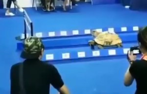 El mito se hace realidad: Una tortuga le gana una carrera a una liebre (Video)