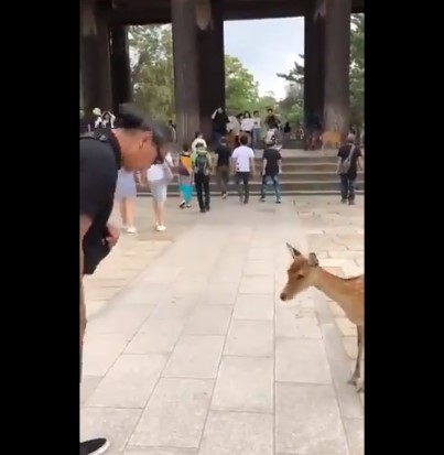 Viral: Graban a un ciervo que saluda a las personas al estilo japonés