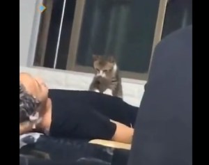 Video viral: Graban a un gato que da masajes en un consultorio asiático