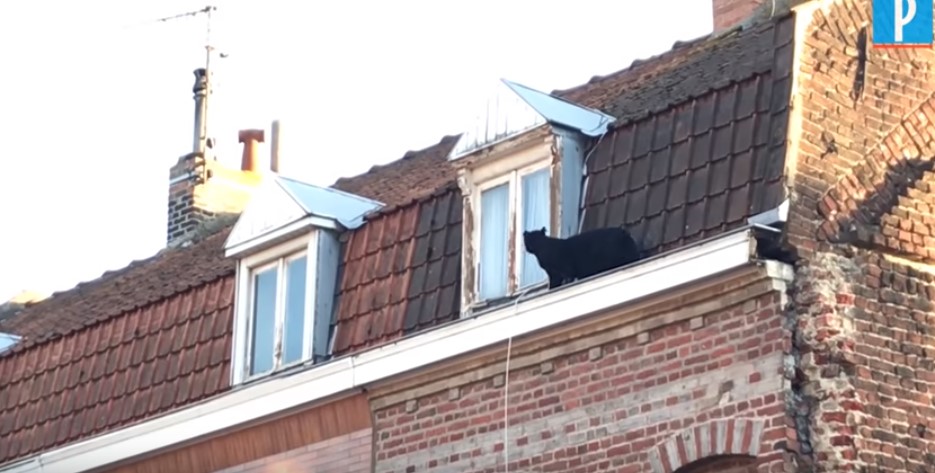 ¡Terror en Francia! Una pantera negra se pasea por los tejados de un pueblo (Video)