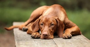 ¿Cuál debería ser el castigo correcto para un perro? 