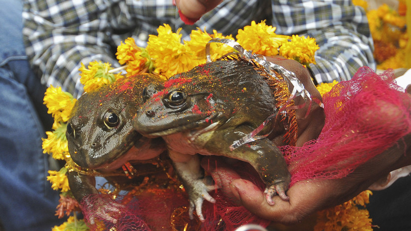 El viral DIVORCIO de dos ranas para terminar con las lluvias en la India (Video)