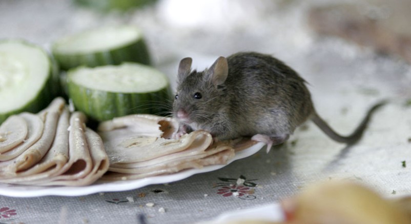 Un ratón “se suicida” en un restaurante de comida rápida de EEUU (Video)