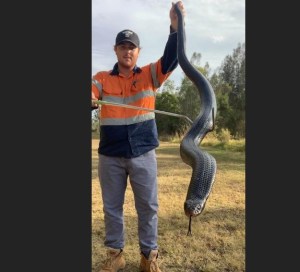 Australiano encuentra una serpiente negra de dos metros y la apoda “Chonk” (FOTO)