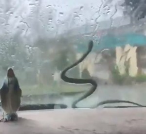 En video: Una serpiente ayuda a “limpiar” el parabrisas de un auto mientras llueve