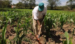Insuficientes los insumos para sembrar maíz en Venezuela dice Fedeagro
