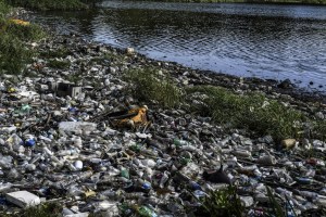 La basura y los desechos químicos aceleran el envejecimiento del lago de Maracaibo