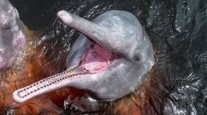 WWF reveló que delfines de la Amazonia están contaminados con mercurio