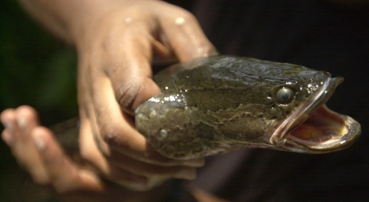 ¡Sí existe! El temible pez cabeza de serpiente que puede vivir en tierra y es muy peligroso (Fotos)