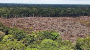 El socialismo se merienda la selva amazónica