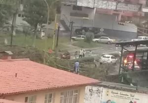 Fuertes lluvias y granizo desplomaron varios árboles en la avenida Urdaneta de Mérida