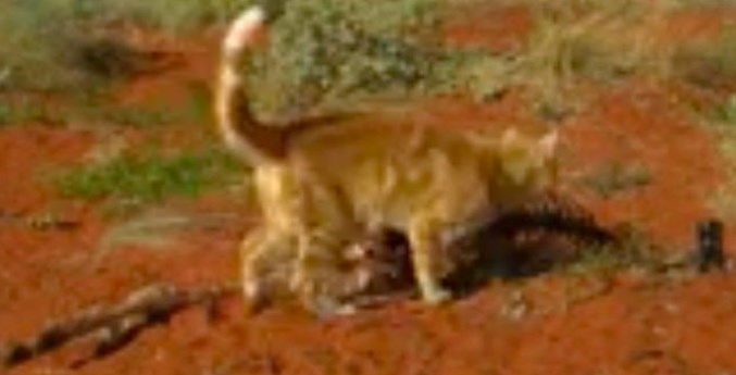 ¡Aterrador! Un gato callejero fue captado comiéndose un canguro en Australia (VIDEO)