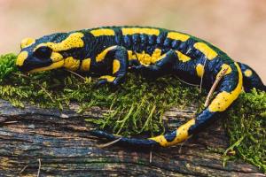 Descubren que los humanos pueden regenerar tejidos como las salamandras