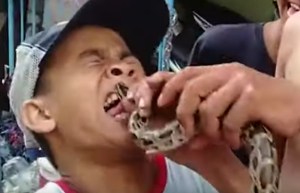 ¡Horror! Un niño fue mordido por una pitón tras sacarle la lengua en forma de burla (Video)