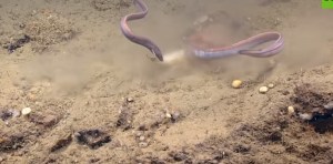 Cangrejo lucha por su comida en una feroz batalla contra dos anguilas (Video)
