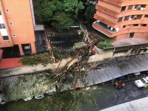 Al menos ocho carros y una vivienda fueron afectados tras la caída de un árbol en Sebucán