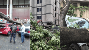 EN IMÁGENES: Árboles caídos por vientos huracanados en Caracas causaron estragos en las vías
