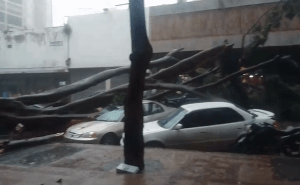 EN VIDEOS: El momento de la caída de un árbol cerca del Palacio de Justicia tras una ráfaga de viento