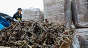 Detiene a un venezolano por tráfico de caballitos de mar disecados en Perú (fotos)