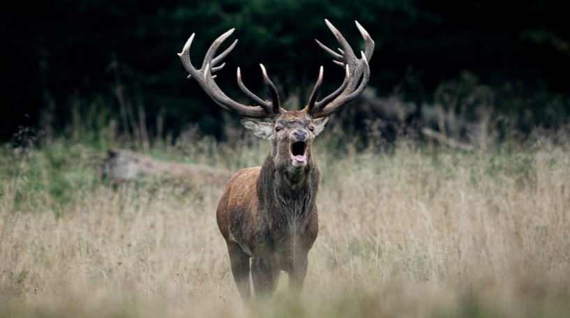 Cazador, cazado: Un ciervo herido mató al hombre que le había disparado una flecha