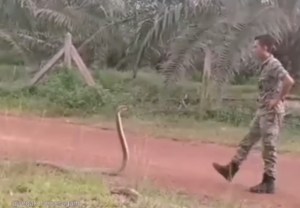 Soldado malayo se vuelve viral en redes tras dominar a una cobra con una mano (Video)