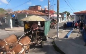 Cuba recurre a la tracción animal ante la falta de combustible (Video)