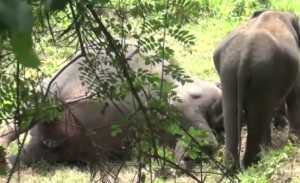 Una cría de elefante intenta despertar a su madre muerta en un bosque de Sri Lanka (Videos)
