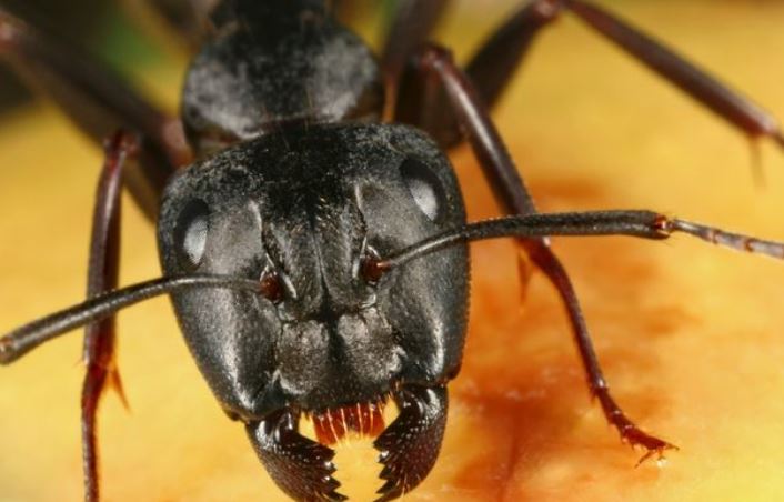 El olfato de las de hormigas podrían ayudar a detectar el cáncer y otras enfermedades