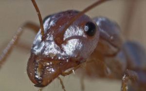 La increíble velocidad que puede alcanzar la hormiga más rápida del mundo