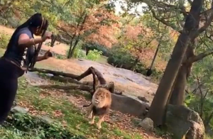 Saltó en la fosa de los leones en el zoológico del Bronx y pasó un instante de infarto (VIDEO)