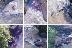 Tragedia en Tailandia: Hallados 11 cadáveres de elefantes tras caer por una cascada (Video)