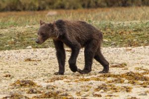 Osos pardos buscan desesperadamente comida afectados por el cambio climático (Imágenes desgarradoras)