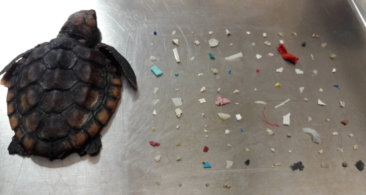 La imagen que muestra las más de 100 piezas de plástico que causaron la muerte de esta tortuga marina
