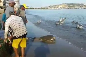 ¡Aún hay esperanza en Venezuela! Esta tortuga se salvó de pasar a ser la cena de una familia (VIDEO)