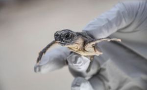 El extraño efecto que provoca el cambio climático en las tortugas marinas