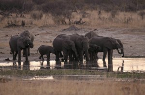 Al menos 200 elefantes mueren de hambre en parque de Zimbabue