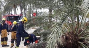 Una mujer murió al caerle una palmera en Mallorca tras el paso de la tormenta Amelie (Video)