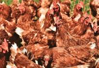 Las gallinas se sonrojan por sus emociones, revela un estudio