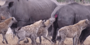 ¡Impactante! Hienas sedientas de sangre se comen a rinoceronte vivo (Video)