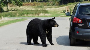Encontró a un oso como pasajero “infiltrado” sentado en al asiento trasero de su auto (Video)