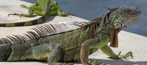 Más de 60 iguanas fueron captadas en un puente del sur de la Florida