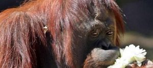 Sandra la orangután se instala en su nuevo hogar en Florida