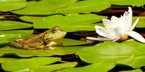 Zoológico peruano presenta ranas gigantes amenazadas nacidas en cautiverio