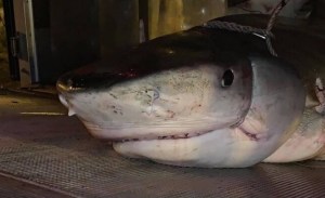 Hombre fue devorado por un tiburón: Lo identificaron porque encontraron su mano en el estómago del animal