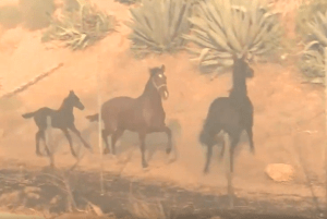 Este caballo regresó a salvar a su familia, a pesar del intenso incendio de Califonia (video)