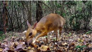 Redescubren un extraño ciervo-ratón que se creía extinto en Vietnam (Fotos y video)